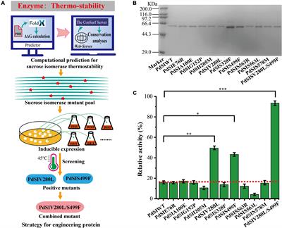 Sustainable isomaltulose production in Corynebacterium glutamicum by engineering the thermostability of sucrose isomerase coupled with one-step simplified cell immobilization